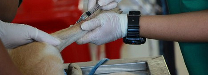 Календарь вакцинации собак и кошек