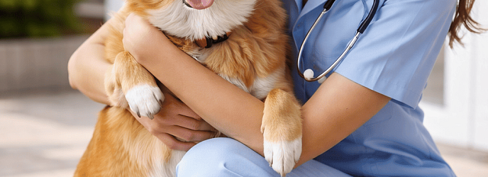 Паразитарные заболевания домашних животных: пироплазмоз у собак, клещи в ушах у кошек, блохи и другие паразиты весной 