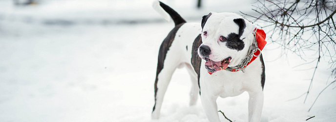 Опасны ли клещи для собак клещи зимой?