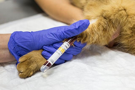 Биохимический анализ крови в ветеринарной лабораторной диагностике