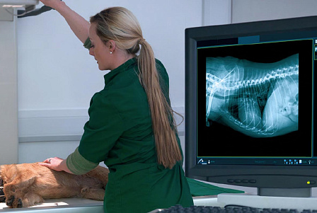 На что обратить внимание при покупке рентгеновского аппарата для ветеринарной клиники