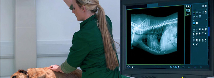 На что обратить внимание при покупке рентгеновского аппарата для ветеринарной клиники
