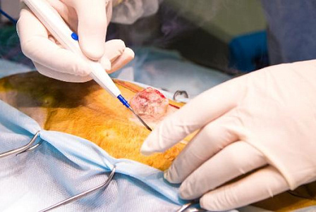 Применение шовного материала в ветеринарной хирургии