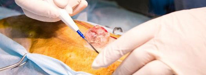 Применение шовного материала в ветеринарной хирургии