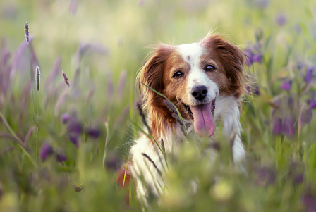 Что такое бабезиоз у собаки: признаки, симптомы и лечение после укуса клеща