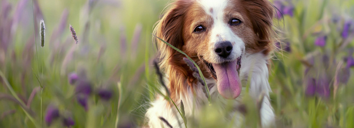 Что такое бабезиоз у собаки: признаки, симптомы и лечение после укуса клеща
