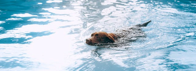 Можно ли собакам купаться в озере, реке, пруду и других водоемах?