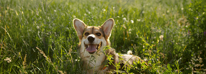 Собака на даче: правила содержания и уход