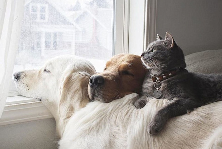 Какие собаки хорошо переносят одиночество? Тоска собак по хозяину и разлука у кошек