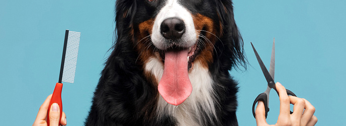 Период линьки у собак и породы которые не линяют