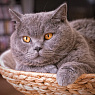 Павел Градский