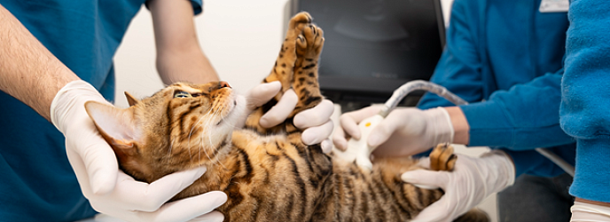 Когда делают УЗИ при беременности собакам и кошкам?