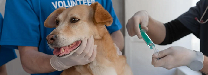 Нужна ли прививка от бешенства собаке: правила и схема