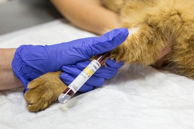Биохимический анализ крови в ветеринарной лабораторной диагностике