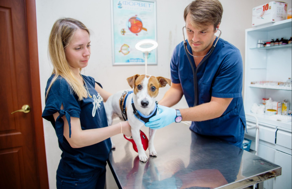 Роль биохимических исследований крови в диагностике ветеринарных пациентов