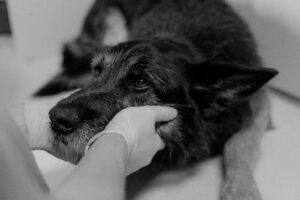 Инфекционные заболевания животных и их диагностика в ветеринарии